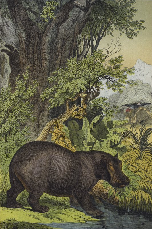 Animali e piante delle zone paludose del Sudan da European School