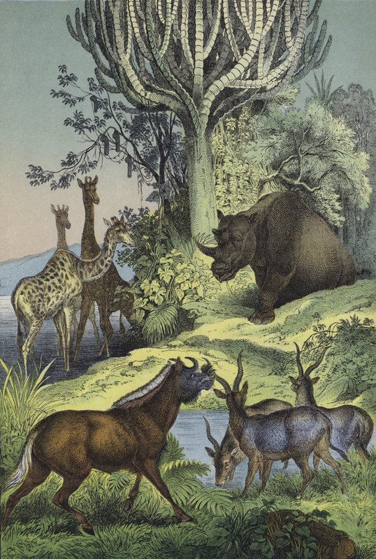 Animali e piante delle colline abissine da European School