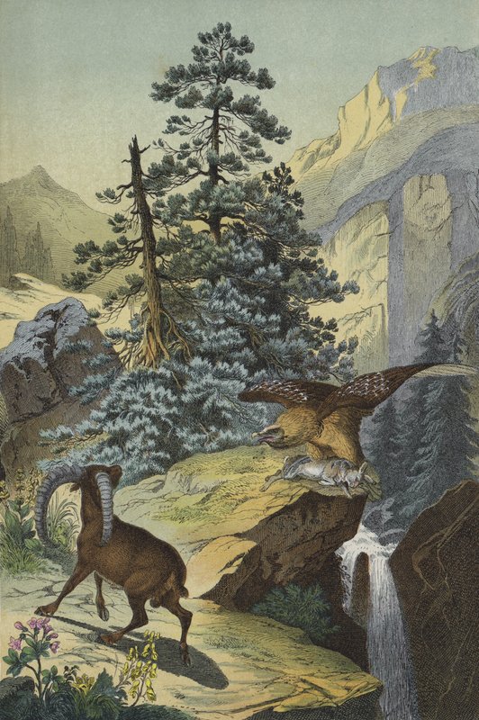 Animali e piante delle Alpi (litografia a colori) da European School