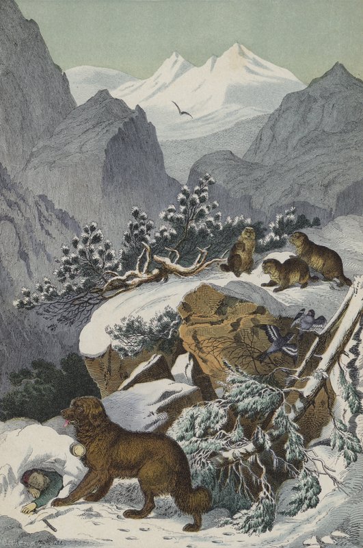 Animali e piante delle Alpi da European School