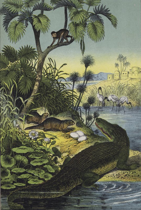 Animali e Piante della Valle del Nilo da European School
