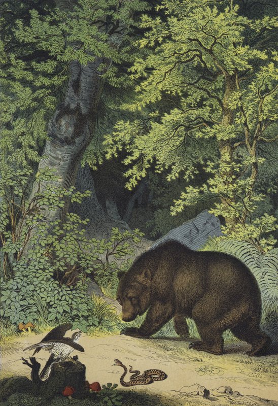 Animali e piante dei boschi frondosi dell