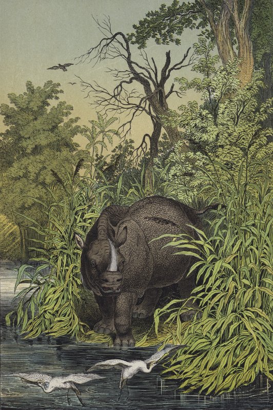 Animali e piante delle regioni paludose dell
