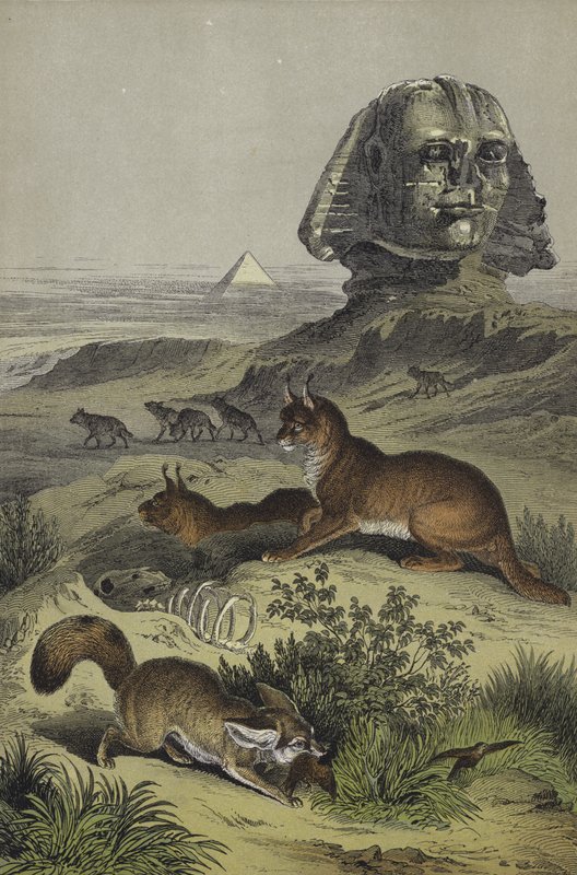 Animali dell