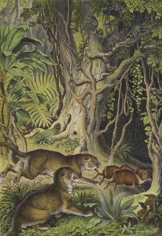Animali della Guiana (litografia a colori) da European School