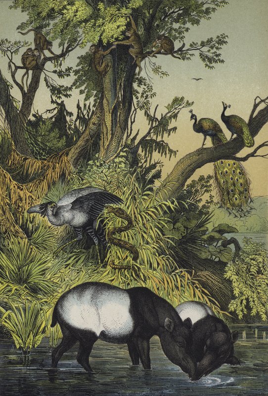 Animali di Malacca e Sumatra da European School