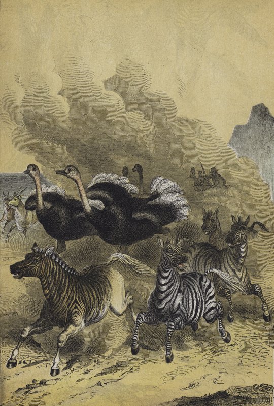 Animali dell