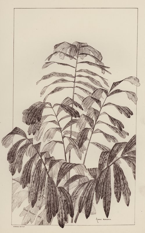 Arenga Saccaritlia (litografia) da European School