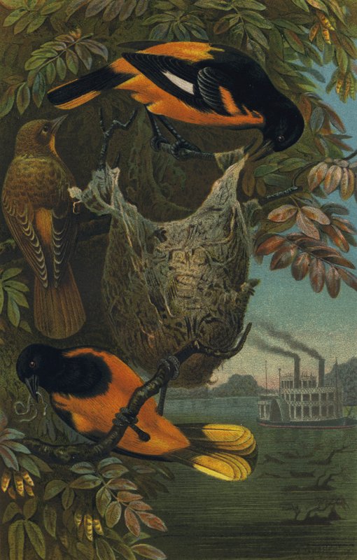 Baltimore Oriole da European School