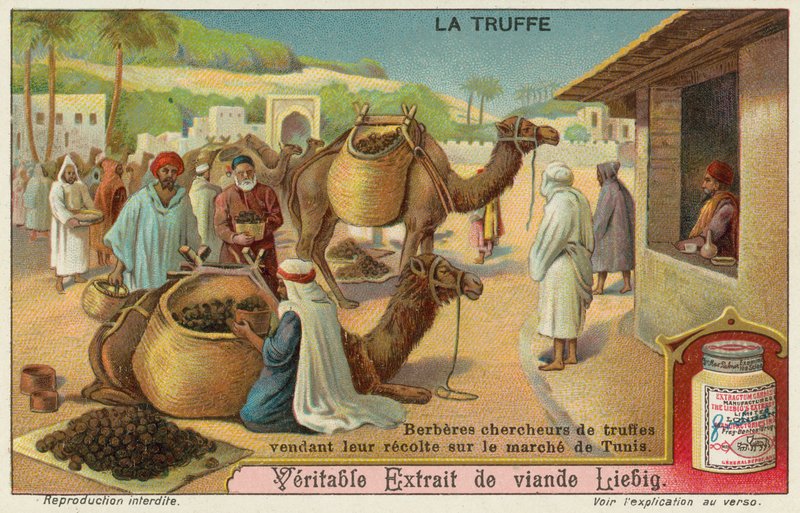 Berberi ispezionano i tartufi in vendita al mercato di Tunisi da European School