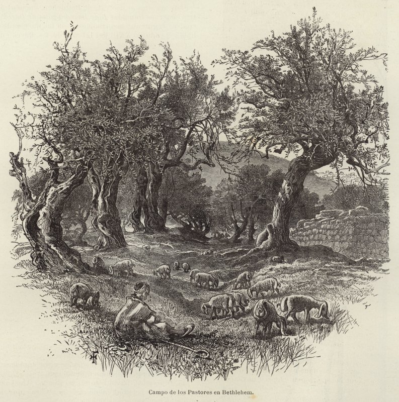 Campo dei Pastori a Betlemme da European School