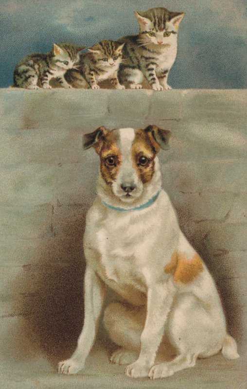 Gatti che osservano un cane da European School