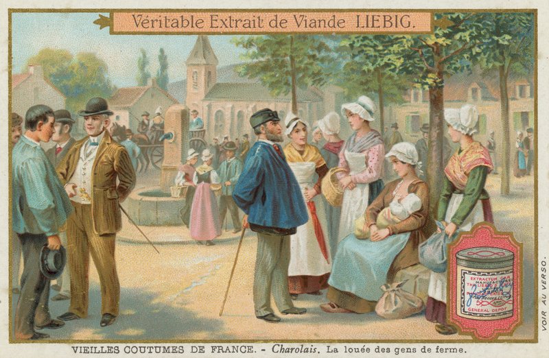 Charolais da European School