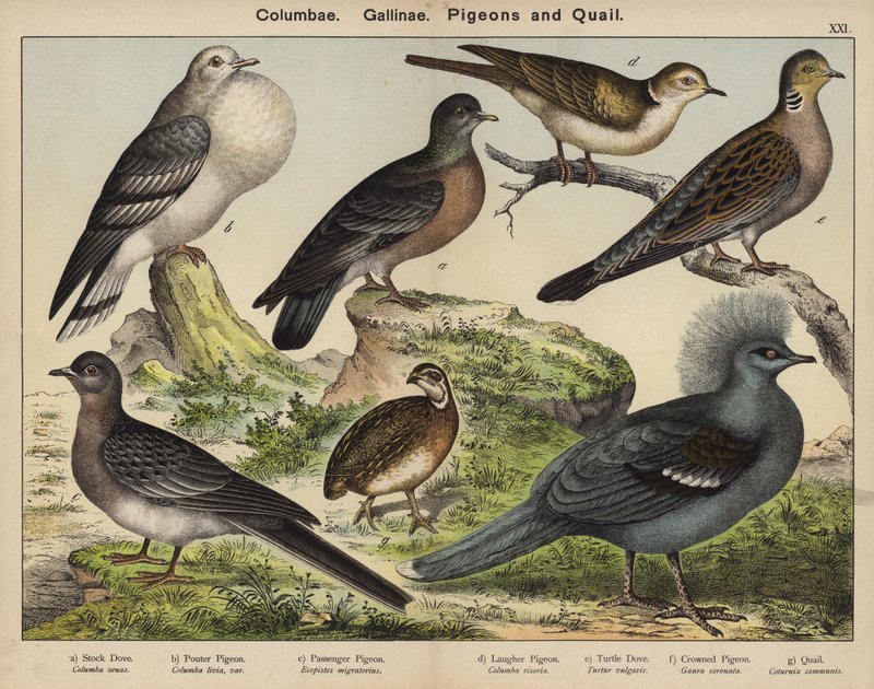 Columbae, Gallinae, Piccioni e Quaglie da European School