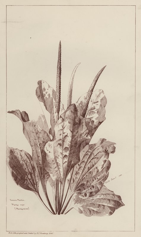 Piantaggine Comune (litografia) da European School