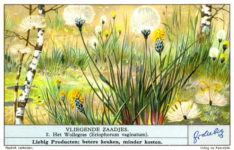 Erba di cotone (Eriophorum vaginatum) (cromolito) da European School