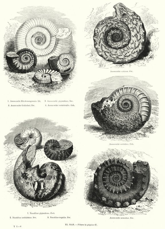 Fossili di ammoniti e nautilus da European School