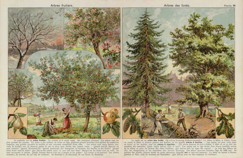 Alberi da frutto e alberi delle foreste da European School