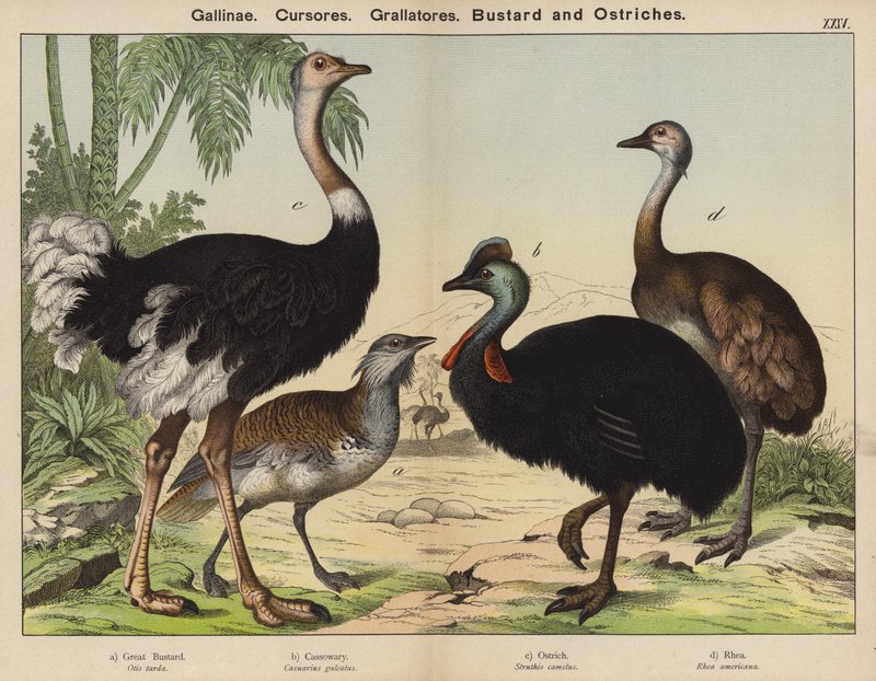 Galliformi, Corridori, Grallatori, Otarda e Struzzi da European School
