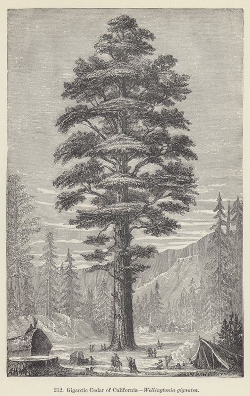 Cedro gigante della California, Wellingtonia gigantea da European School
