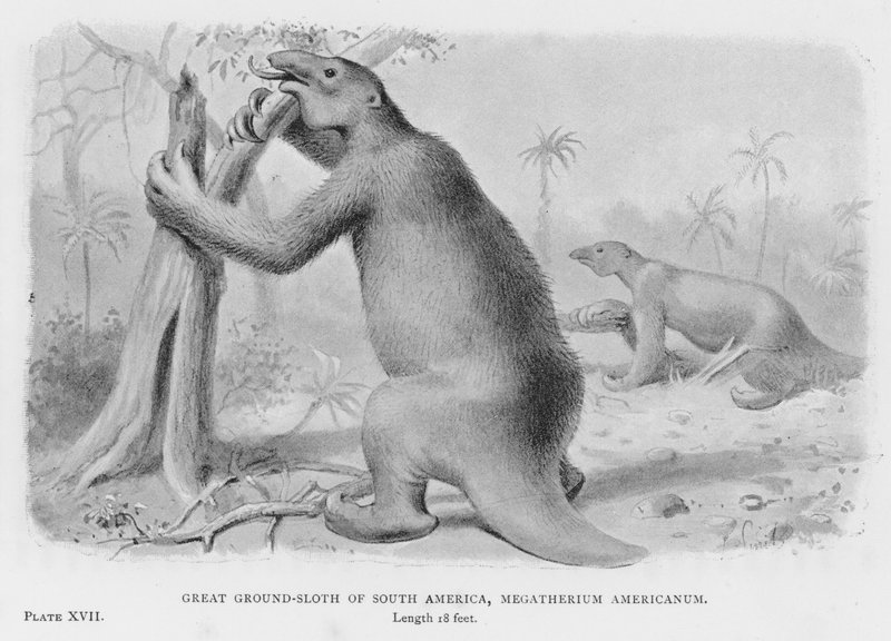 Grande bradipo terrestre del Sud America, Megatherium Americanum (litografia) da European School