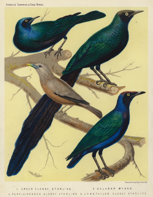 Storno lucido verde, Myna del Malabar, Storno lucido testa viola, Storno lucido coda lunga da European School