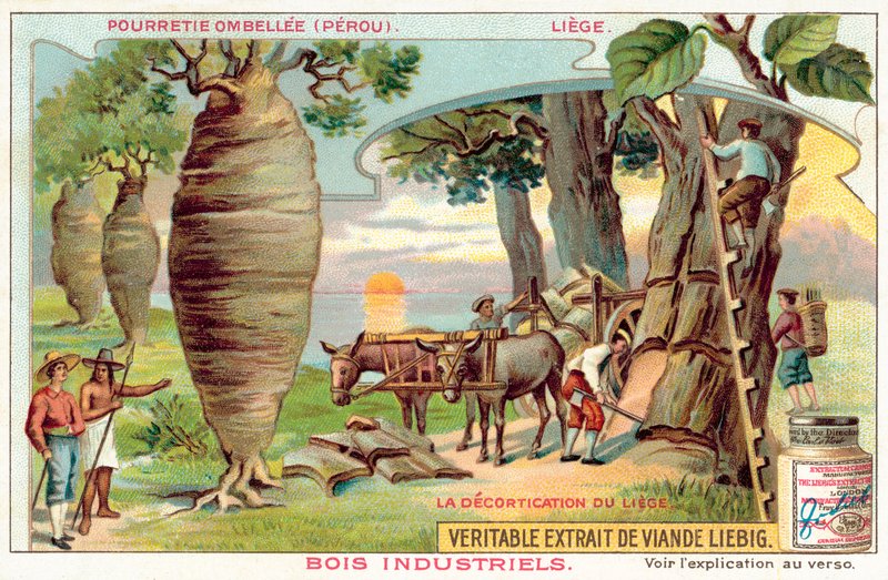 Raccolta della corteccia dagli alberi in Perù da European School