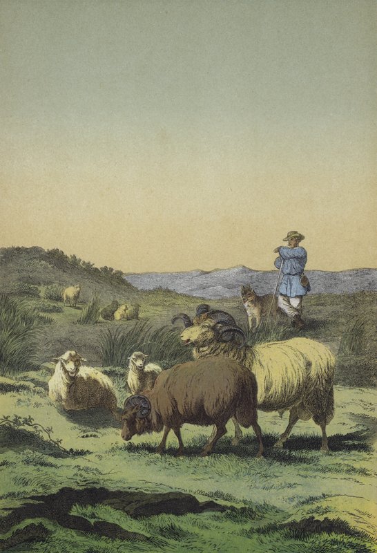Brughiera dell