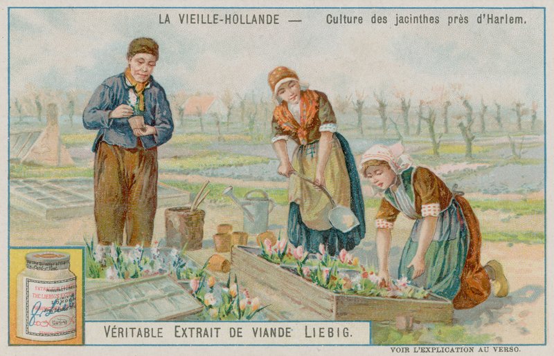 Coltivazione di giacinti vicino a Haarlem da European School