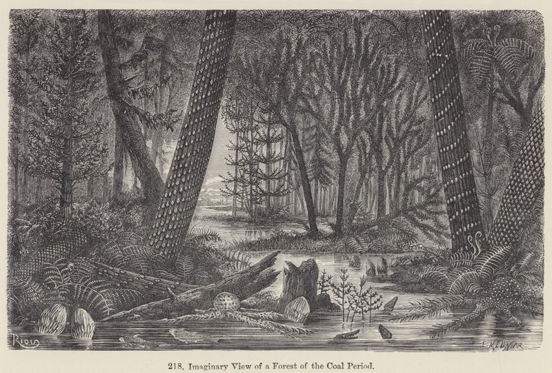 Veduta immaginaria di una foresta del periodo carbonifero da European School