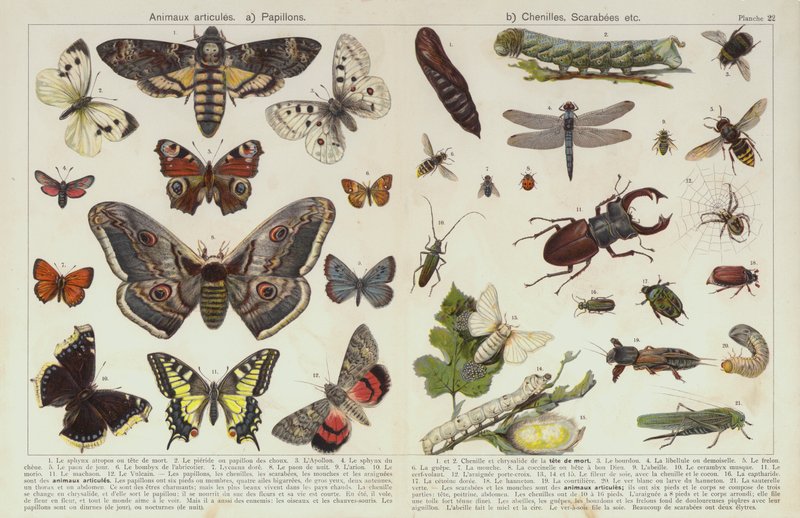 Insetti e altri invertebrati da European School