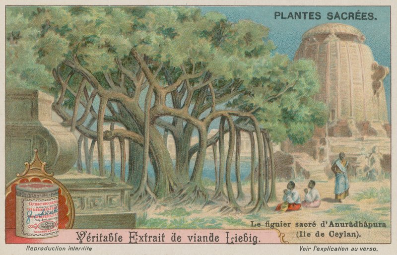 Jaya Sri Maha Bodhi, un albero di fico sacro al buddismo in Sri Lanka da European School