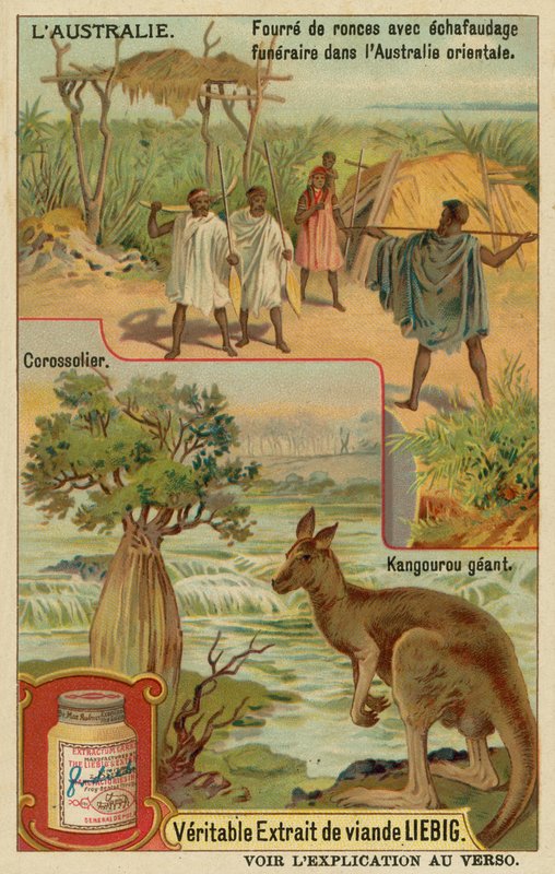 Canguro, albero di zucchero-mela e una bara funebre con copertura da European School