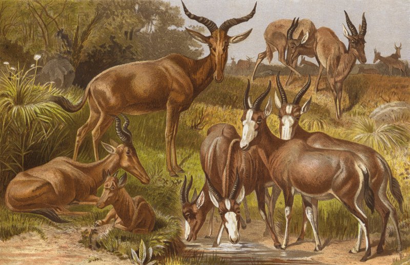 Antilopi gnu da European School