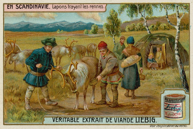 Lapponi che Mungono Renne da European School