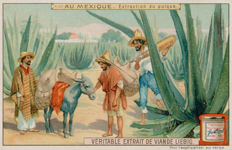 Messicano che Estrae Pulque da un Cactus da European School