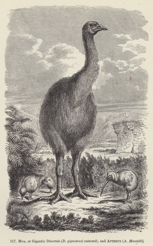 Moa, o Dinornis giganteus restaurato; e Apteryx, A Mantelli da European School