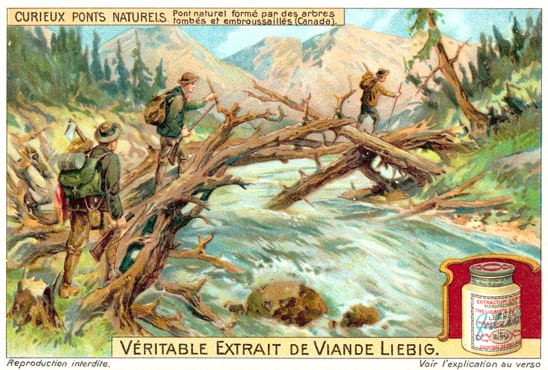Ponte naturale formato da alberi caduti e ricoperti di vegetazione in Canada da European School