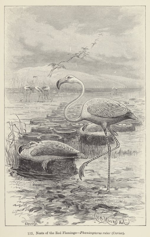 Nidi del fenicottero rosso, Phoenicopterus ruber, Cuvier (incisione) da European School