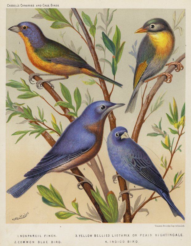Fringuello Nonpareil, Liothrix dal Ventre Giallo o Usignolo di Pechino, Uccello Azzurro Comune, Uccello Indaco da European School
