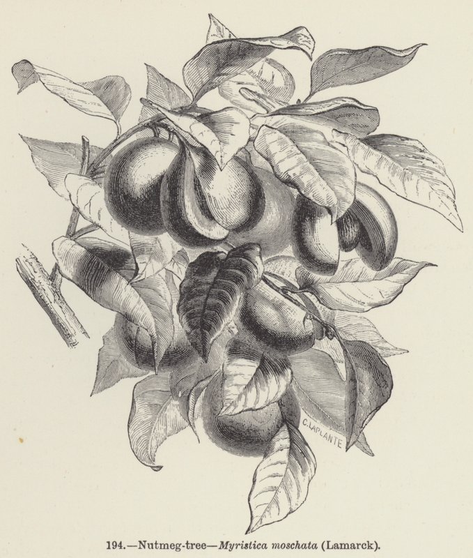 Albero della noce moscata, Myristica moschata, Lamarck da European School