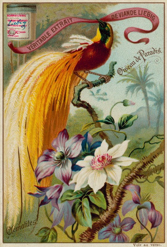 Uccello del Paradiso e Clematidi da European School