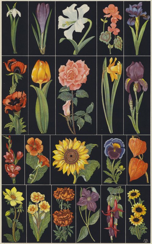 Pagina del libro illustrato per bambini Fiori (litografia a colori) da European School