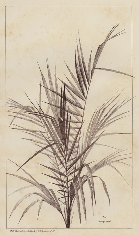 Palma, Chamaerops Exelsa (litografia) da European School