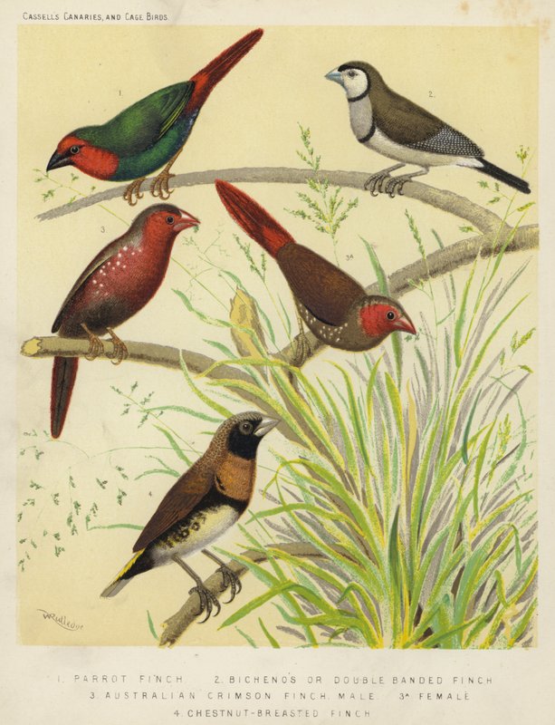 Diamante pappagallo, Diamante di Bichenov, Diamante cremisi australiano, Maschio, Femmina, Diamante petto castano da European School