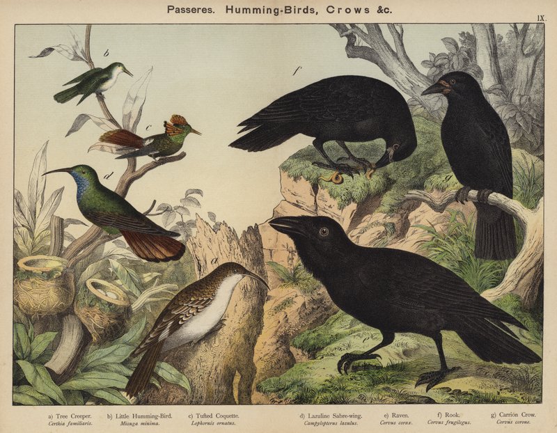 Passeriformi, colibrì, corvi da European School