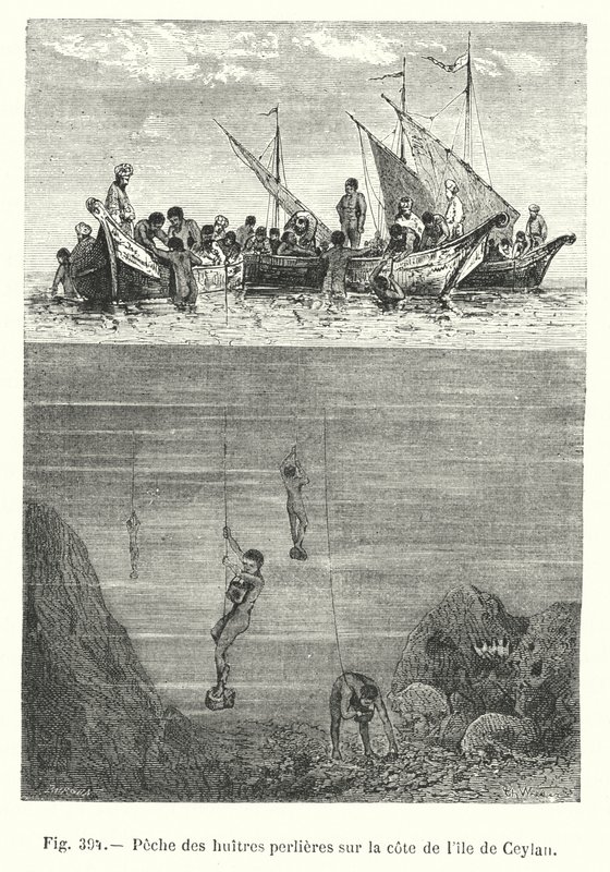 Pesca delle ostriche perlifere sulla costa dell