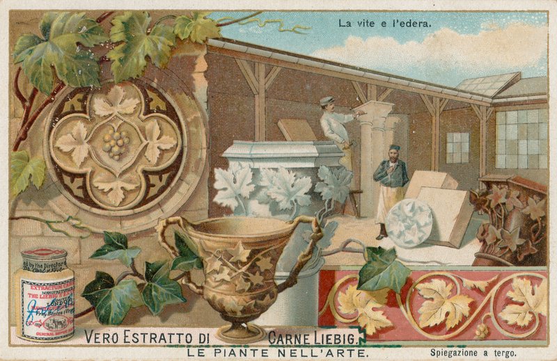 Piante nell