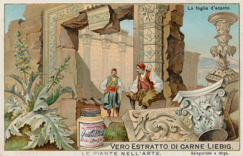 Piante nell