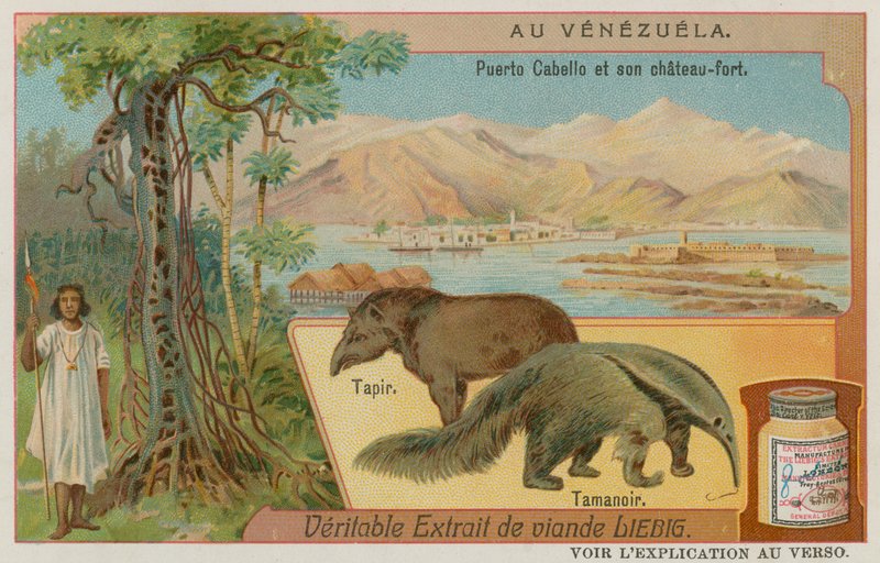 Puerto Cabello e il suo Forte con un Tapiro e un Formichiere da European School